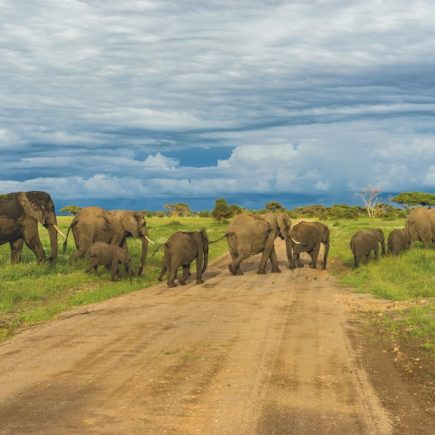 Tanzania Safari: 7 cose da sapere